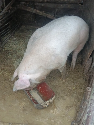 Porc de vânzare - imagine 2