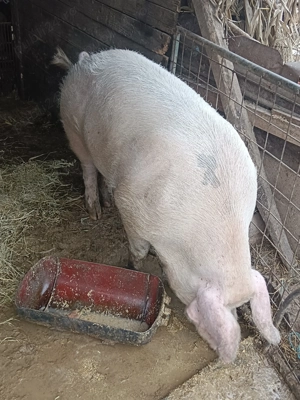 Porc de vânzare - imagine 3