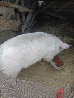 Porc de vânzare - imagine 4