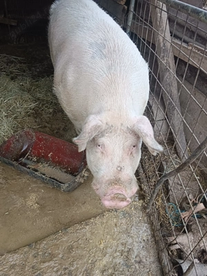 Porc de vânzare - imagine 5