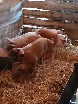 Vând Purcei de 7 săptămâni 