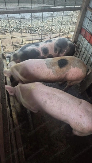 Vand porci crescuri bio  