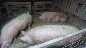 Vand porci crescuri bio   - imagine 2