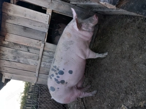 Vând unul din cei doi  - imagine 2