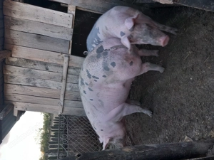 Vând unul din cei doi  - imagine 4