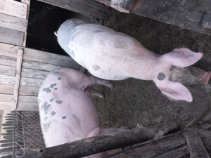 Vând unul din cei doi  - imagine 3