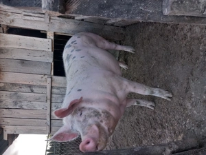 Vând unul din cei doi  - imagine 5