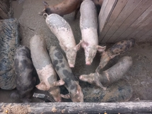 Vând purcei  - imagine 2