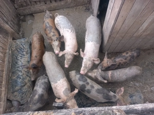 Vând purcei  - imagine 3