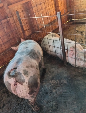 Vand porci 15 kg viu