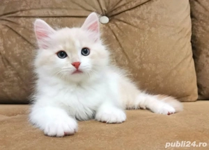 Siberiana de padure puisori