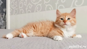 Siberiana de padure pui