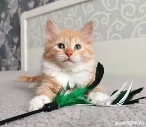 Siberiana de padure pui - imagine 3