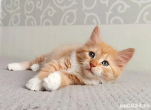 Siberiana de padure pui - imagine 2