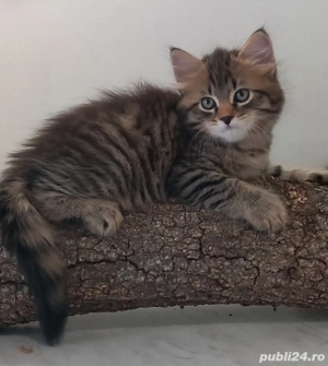 Norvegiana de padure 