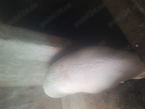 Vând porc  - imagine 2