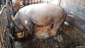 porc durok  - imagine 3