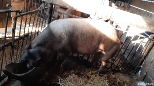 porc durok  - imagine 2