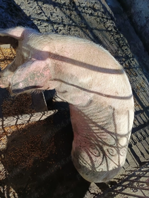 De vânzare doi porci și o scroafa de reproducție F1 - imagine 4