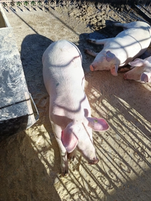 De vânzare doi porci și o scroafa de reproducție F1 - imagine 2