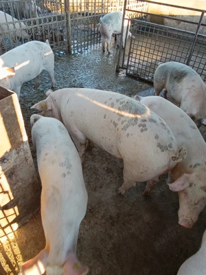 De vânzare doi porci și o scroafa de reproducție F1 - imagine 3