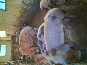 Porci și purceii  - imagine 5