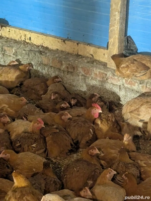 Puicuțe și cocoși Kabir  - imagine 2