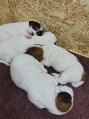 Jack russell Jack russel terrier in bucaresti 