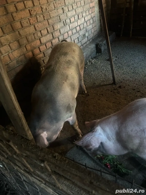 Vand porcii - imagine 5