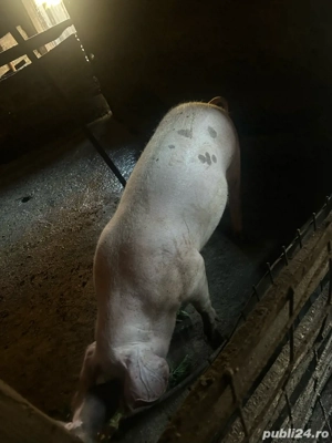 Vand porcii - imagine 3