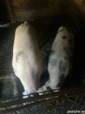 Vand porcii - imagine 2