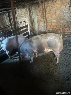 Vand porcii - imagine 4