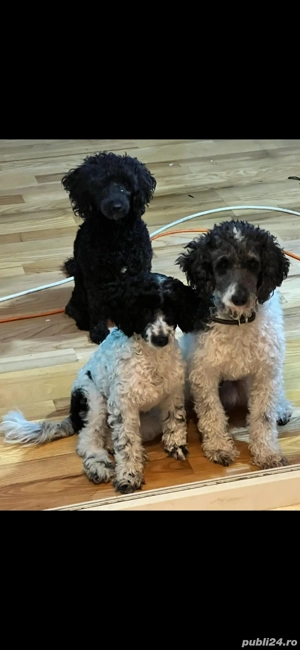 pui pudel fetiță 5 luni - imagine 2