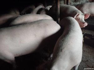 Porcii de vinzare toate categoriile, crescuți natural se poate și schimb cu diverse  - imagine 2