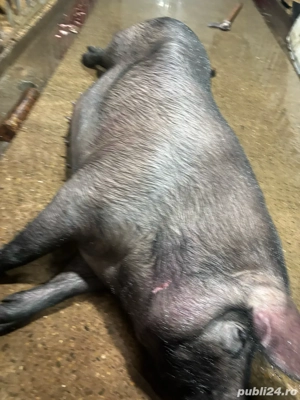 porci iberici Pata Negra