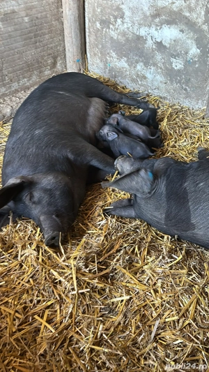 porci iberici Pata Negra - imagine 2
