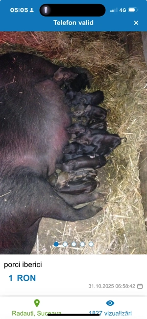 porci spanioli,pata negra iberico de andaluzia 