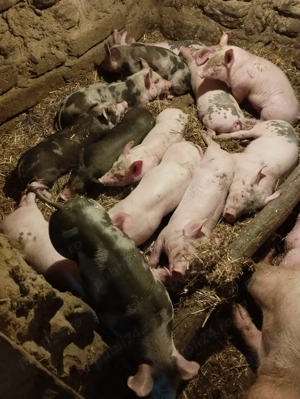 Porci rasa Pietrean mari și mici  - imagine 2