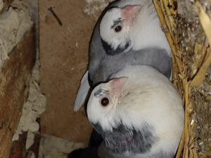 Rațe mute,porumbei mai multe rase și culori - imagine 3