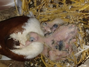 Rațe mute,porumbei mai multe rase și culori - imagine 5