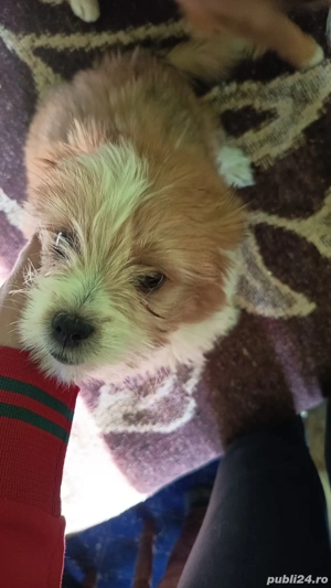 vând căței  - imagine 2