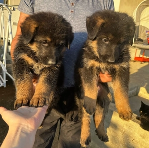 Pui Ciobanesc German