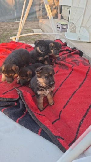 Pui Ciobanesc German - imagine 6