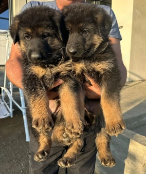 Pui Ciobanesc German - imagine 7