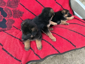 Pui Ciobanesc German - imagine 10