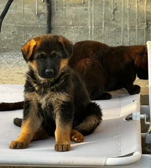 Pui Ciobanesc German - imagine 8