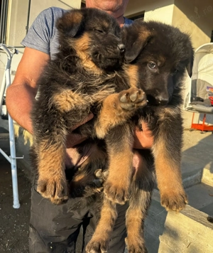 Pui Ciobanesc German - imagine 9