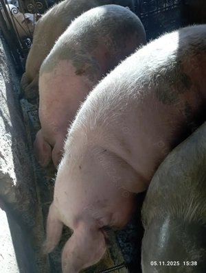 Vînd porcii satu nou de jos