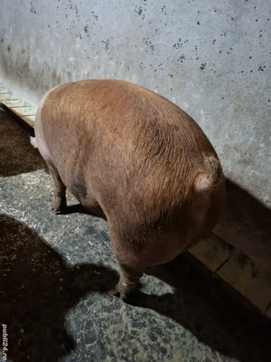 Porci de carne din gospodărie 200 Kg-260Kg - imagine 1