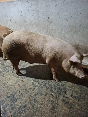 Porci de carne din gospodărie 200 Kg-260Kg - imagine 2